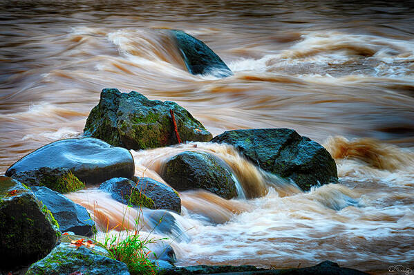 Water Poster featuring the photograph Flowing Amber by Dee Browning