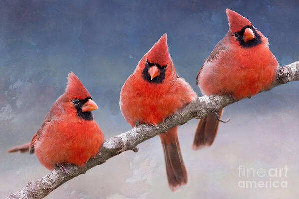 Northern Cardinals Poster featuring the photograph Fluffy Cardinal Trio by Bonnie Barry