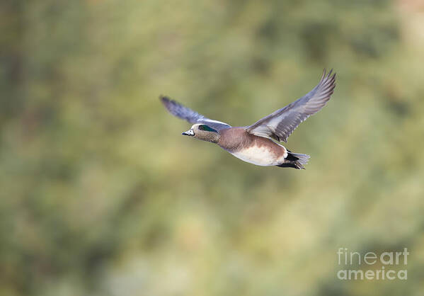 Duck Poster featuring the photograph Fly By by Douglas Kikendall