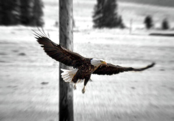 Bald Poster featuring the photograph Fly Like An Eagle by Kevin Munro