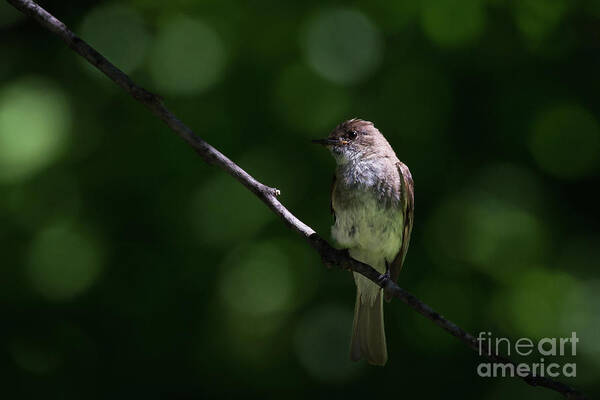 Animal Poster featuring the photograph Flycatcher by Andrea Silies