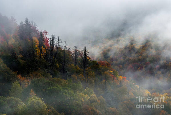 Landscape Poster featuring the photograph Fog and Color. by Itai Minovitz