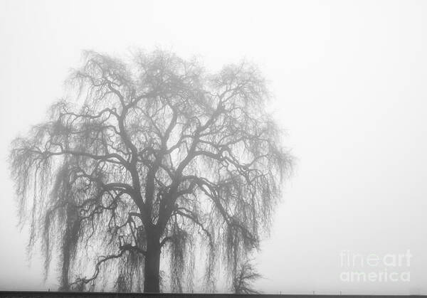 California Oak Poster featuring the photograph Foggy Dream by Leslie Wells