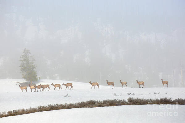 Elk Poster featuring the photograph Foggy Meadow by Aaron Whittemore