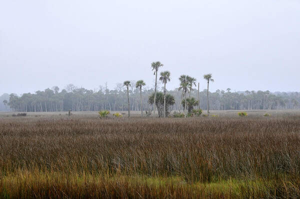 Florida Poster featuring the photograph Foggy morning by David Lee Thompson