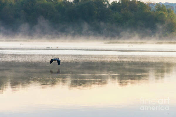 Great Blue Heron Poster featuring the photograph Foggy Morning Flight by Jennifer White