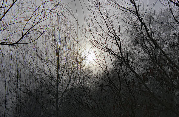 Nature Poster featuring the photograph Foggy Twilight Morning Thru Trees by DB Hayes