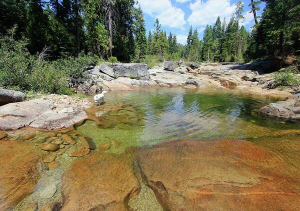 Sierra Poster featuring the photograph Follow Your Streams by Sean Sarsfield