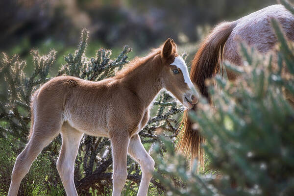 Wild Horses Poster featuring the photograph Following in Mama's Footsteps by Saija Lehtonen