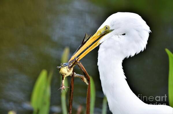 Great White Egret Poster featuring the photograph Food Chain by Julie Adair