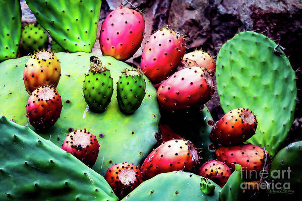 Cactus Poster featuring the photograph Forbidden Fruit by Adam Morsa