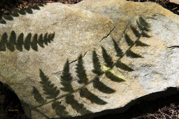 Fern Poster featuring the photograph Forest Fern Shadows by Christina Rollo