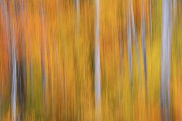 Autumn Poster featuring the photograph Forest Illusions-Freya's Tears by Whispering Peaks Photography