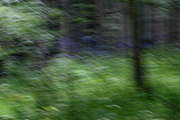 Impressionism Poster featuring the photograph Forest Impressions by Deborah Hughes