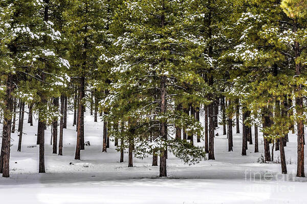 Forest Poster featuring the photograph Forest snow by David Meznarich