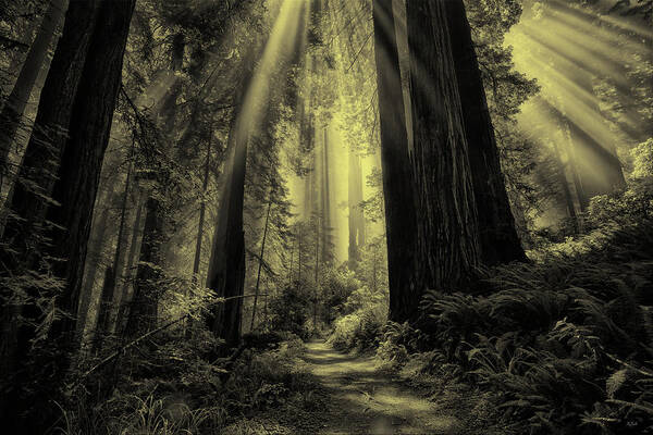 Redwood National Park Poster featuring the photograph Forest Sunbeams Black and White by Greg Norrell