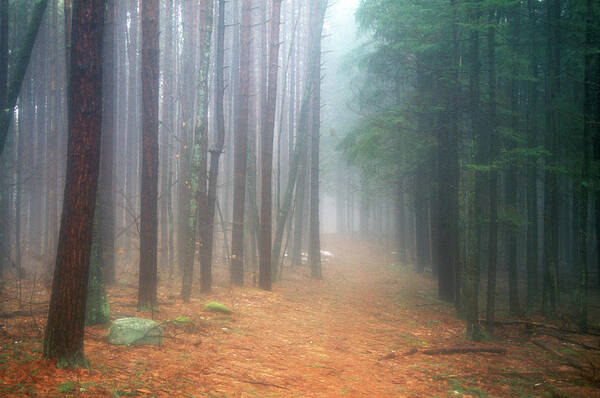 Forest Poster featuring the photograph Forest Trail through Pines by John Burk
