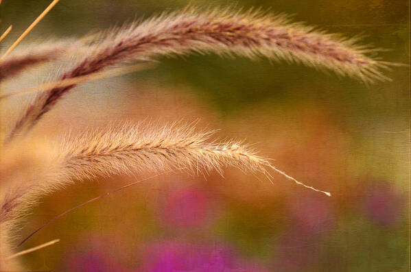 Beach Grass Poster featuring the photograph Forever Summer by Fraida Gutovich