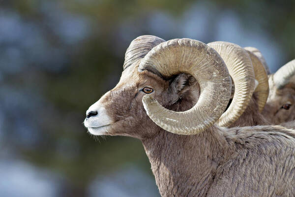 Bighorn Poster featuring the photograph Formation by Eilish Palmer