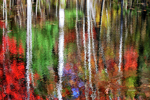 Water Poster featuring the photograph Forsaken Woods by Christina Rollo