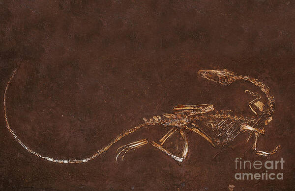 Animal Poster featuring the photograph Fossil Of Dinosaur Coelophysis Bauri by Gerard Lacz