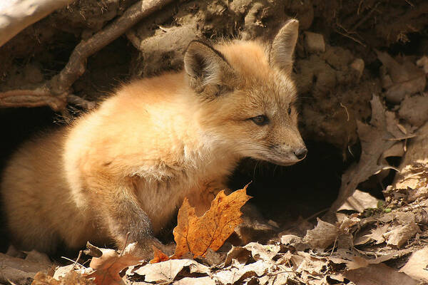 Red Fox Poster featuring the photograph Fox kit at entrance to den by Doris Potter
