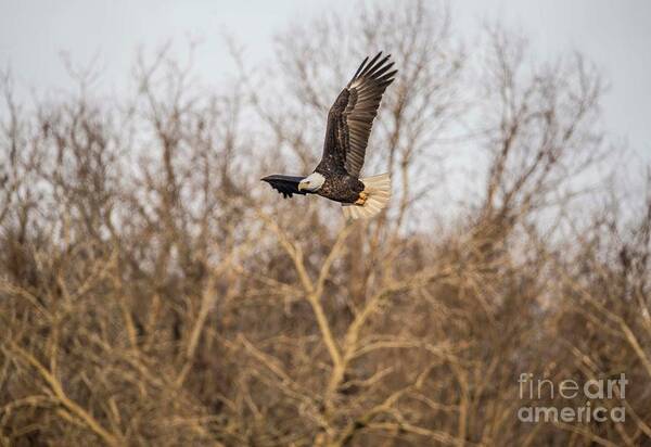 Fox River Poster featuring the photograph Fox River Eagles - 4 by David Bearden