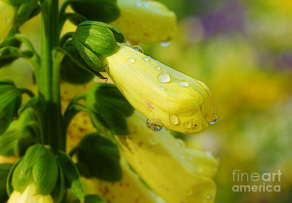 Foxglove Poster featuring the photograph Foxglove by Judi Bagwell