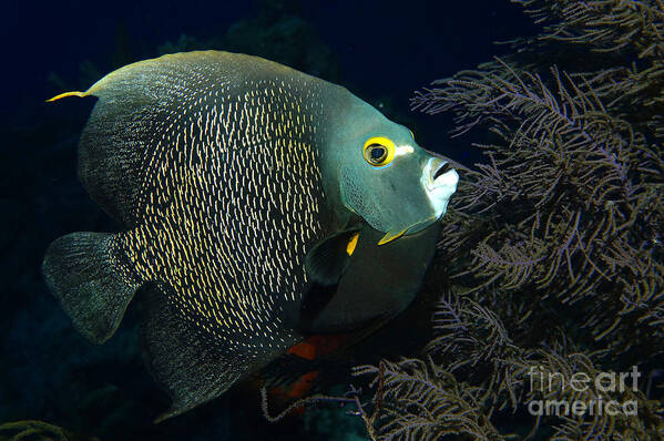 French Angelfish Poster featuring the photograph French Angel by Aaron Whittemore