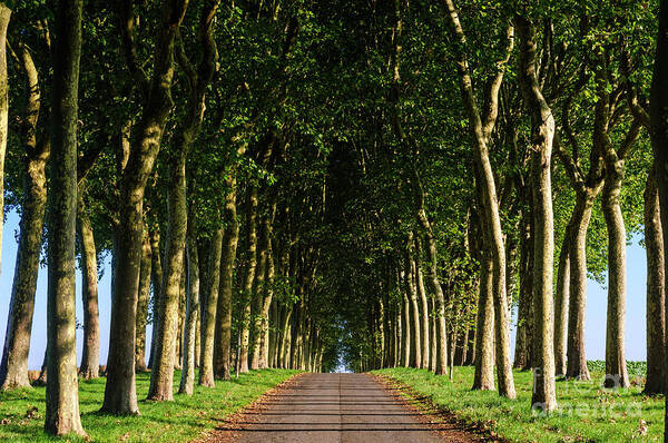 Country Poster featuring the photograph French Tree Lined Country Lane by Paul Warburton