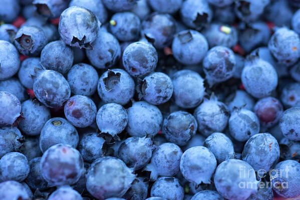 Fresh Blueberries Poster featuring the photograph Fresh Blueberries by Alana Ranney