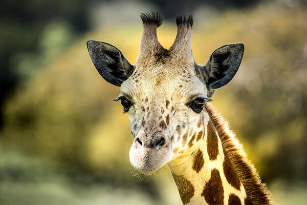 Giraffe Poster featuring the photograph Friendly Giraffe Portrait by Janis Knight