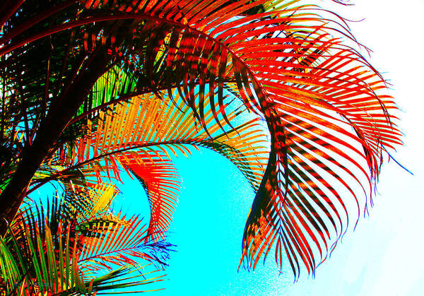 Palm Poster featuring the photograph Fronds by Susan Vineyard