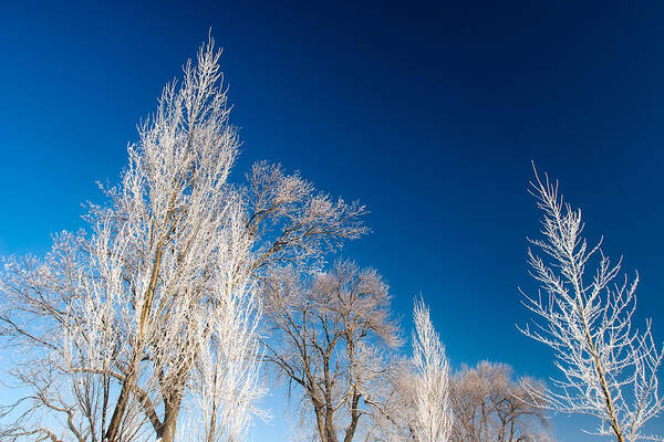 Frost Poster featuring the photograph Frost Covered Trees by Todd Klassy