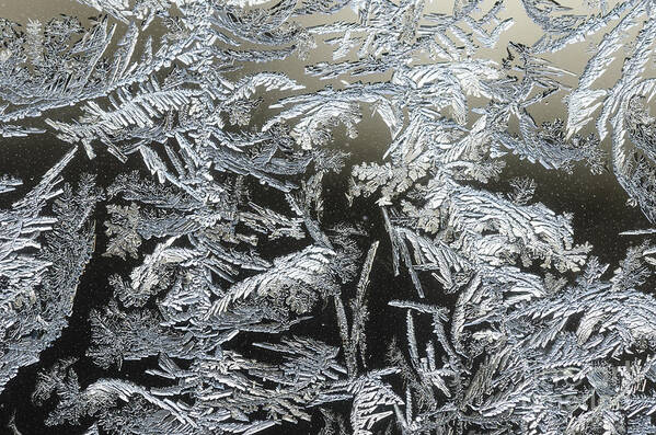 Frost Poster featuring the photograph Frost Patterns On A Window by Tamara Becker