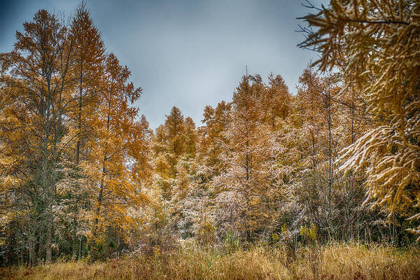 Tamarack Poster featuring the photograph Frosted Tamaracks by Paul Freidlund