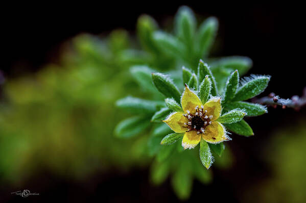 Frostnipped Shrubby Cinquefoil Poster featuring the photograph Frostnipped Shrubby Cinquefoil by Torbjorn Swenelius