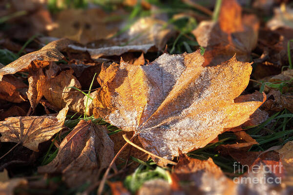 Autumn Poster featuring the photograph Frosty fallen autumn oak leaf by Simon Bratt