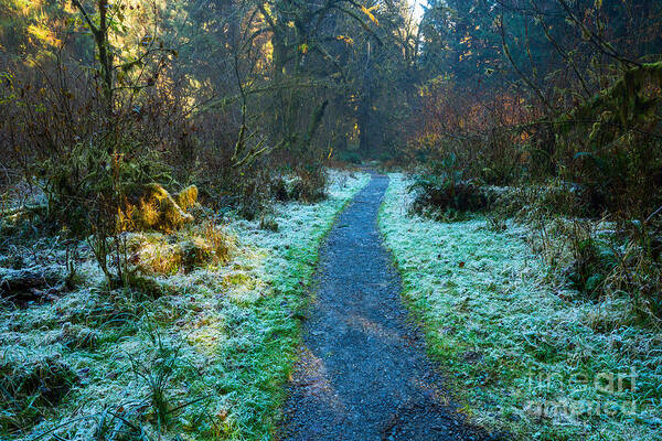 Hoh Rainforest Poster featuring the photograph Frosty Forest Path by Jamie Pham