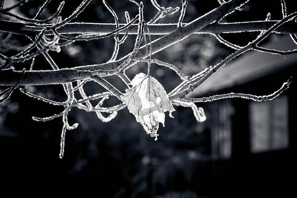 Winter Poster featuring the photograph Frosty Morn by Maggie Terlecki