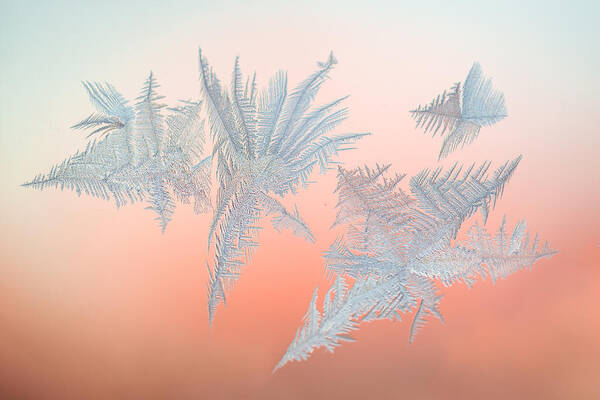 Abstract Poster featuring the photograph Frozen Fractals 01 by Jakub Sisak
