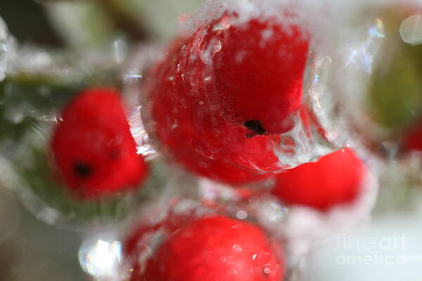 Berries Poster featuring the photograph Frozen Winter Berries by Nadine Rippelmeyer