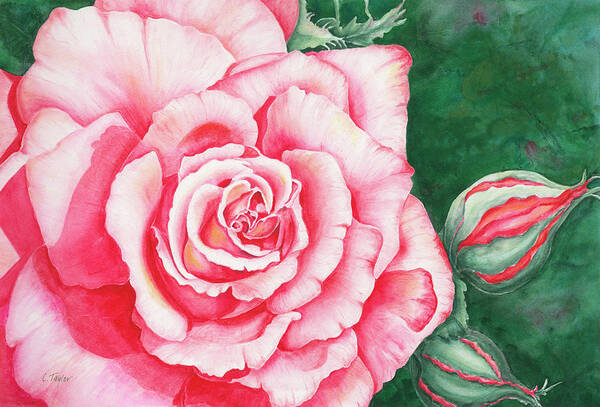 Rose Poster featuring the painting Full Bloom by Lori Taylor