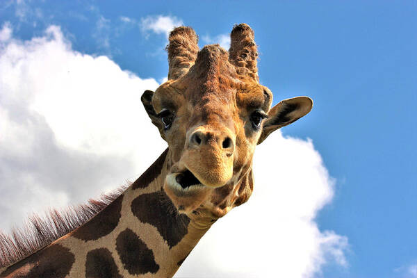 Nature Poster featuring the photograph Funny Face Giraffe by Sheila Brown