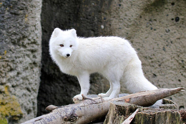 White Fox Poster featuring the photograph Furry Arctic Fox by Athena Mckinzie