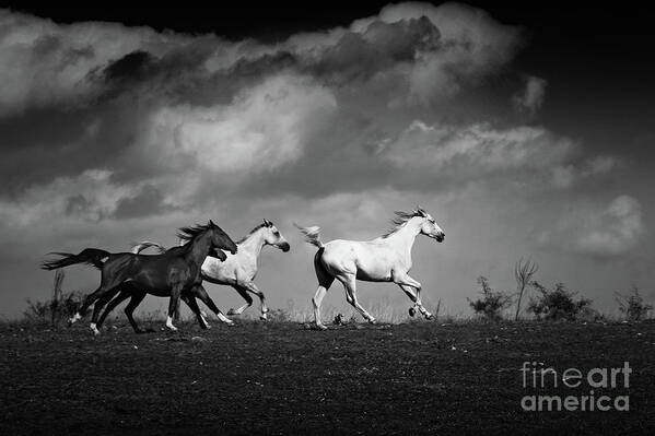 Horse Poster featuring the photograph Galloping white horses Black and White by Dimitar Hristov
