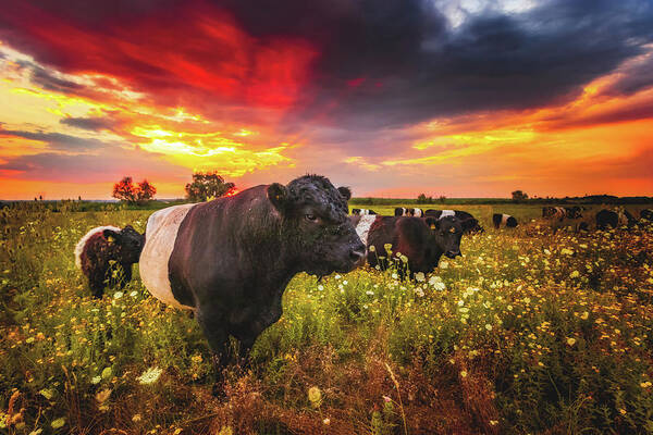 Worms Poster featuring the photograph Galloway Cattle during Sunset by Marc Braner