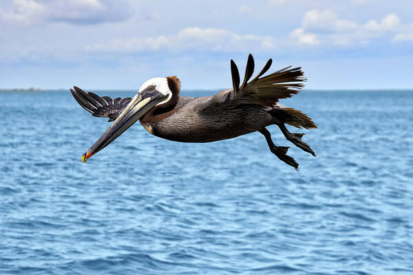 Galveston Brown Pelicans Poster featuring the photograph Galveston Brown Pelicans by Steven Michael