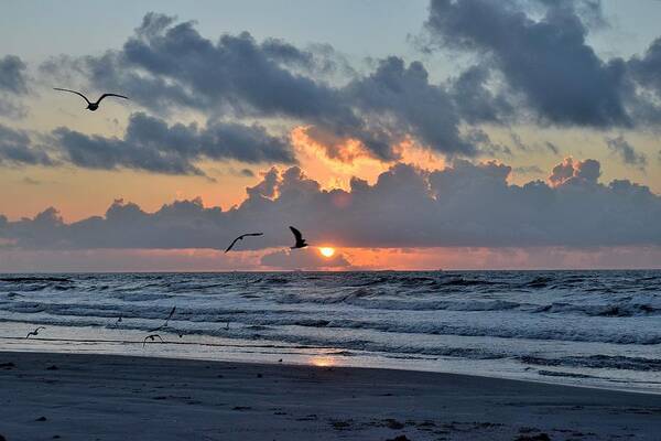 Galveston Poster featuring the photograph Galveston Tx 443 by Lawrence Hess