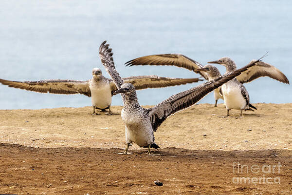 Gannet Poster featuring the photograph Gannet Chick 2 - Flying School by Werner Padarin